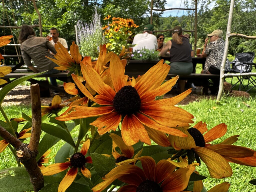 A large flower blooming the garden